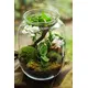 Natural moss for decoration-Bild-3