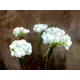 White hydrangea branches with LEDs-Bild-4