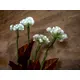 White hydrangea branches with LEDs-Bild-7
