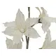 Clematis twig with white blossoms-Bild-3