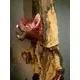 Halloween decoration bat, animated-Bild-5