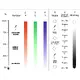 Lichtstarker LED-Farbwechsler-Bild-5