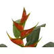 Vibrant exotic beauty with a natural appearance-Bild-2