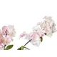 Abundant blooms for creative floral designs-Bild-2