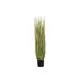 Decorative ornamental grass featuring uniquely patterned leaves-Bild-1