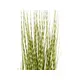 Decorative ornamental grass featuring uniquely patterned leaves-Bild-2