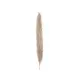 Dried natural branch of pampas grass-Bild-2