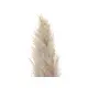 Dried natural branch of pampas grass-Bild-3