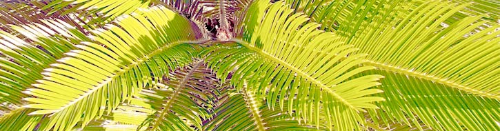 Palm bushes