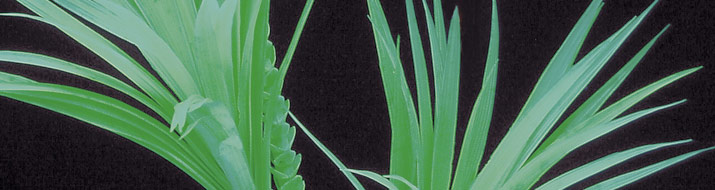 UV-active plants