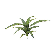 Link_Petites plantes et plantes à fleurs