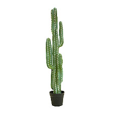 Link_Cactus