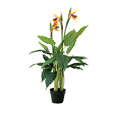 Link_Plantes spéciales