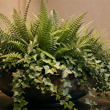 FIRESILX Piante artificiali ignifughe