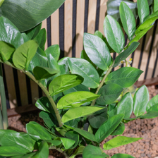 Plantes artificielles