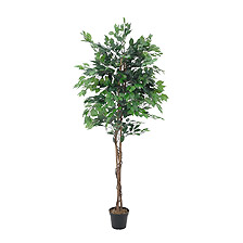 Link_Laub- und Ficusbäume