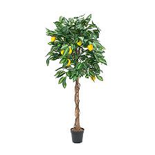 Link_Obst- & Blütenbäume