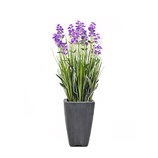 Link_Solitary plants