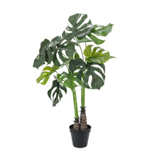 Link_Broadleaf plants