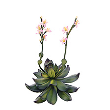 Link_Bodendeckerpflanzen