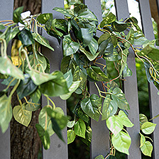 Link_Hanging plants