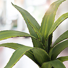 Link_Agaves et succulentes