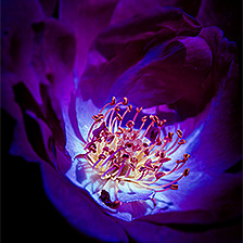 Link_UV-active plants