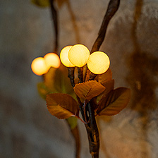 Link_Plantes lumineuses