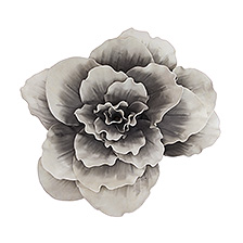 Link_Plantes géantes