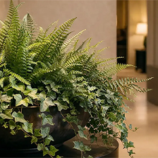 Fire-Retardant Artificial Plants: The Perfect Combination of Safety and Design