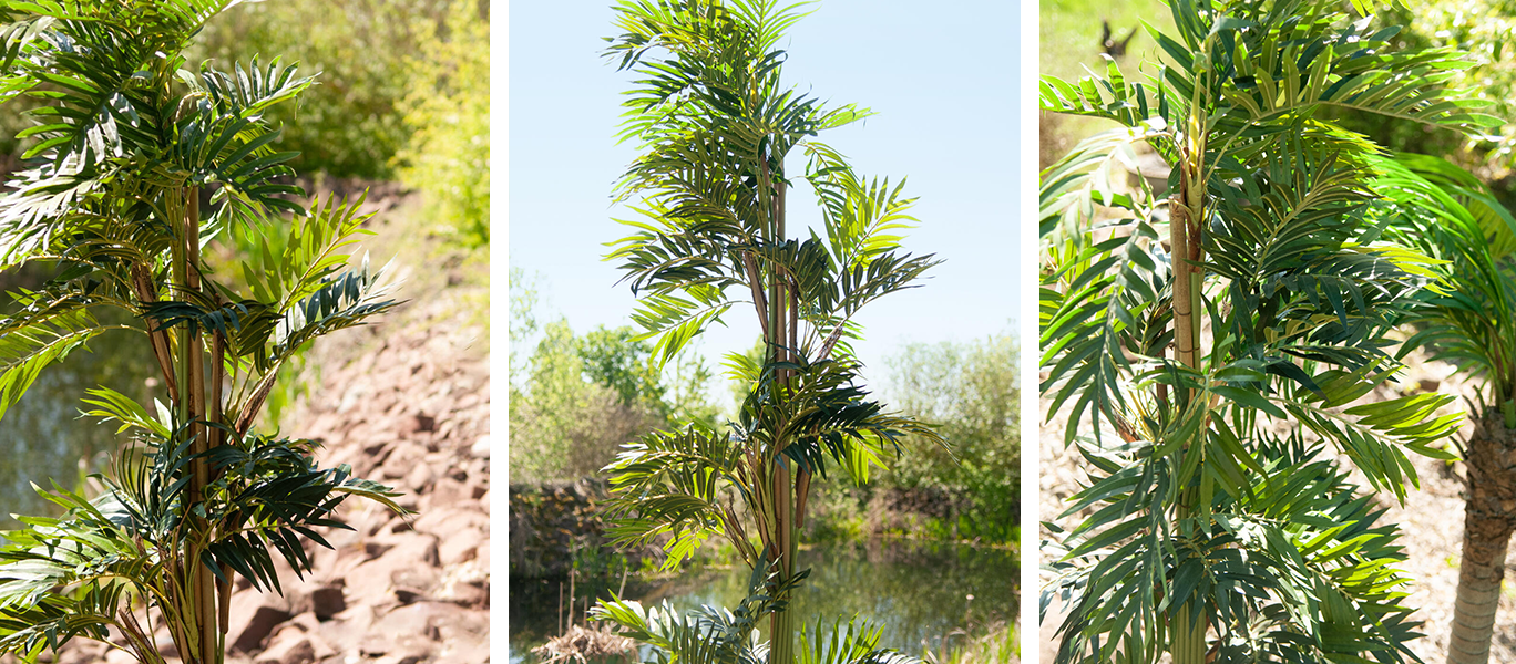 EUROPALMS Parlor palm title image