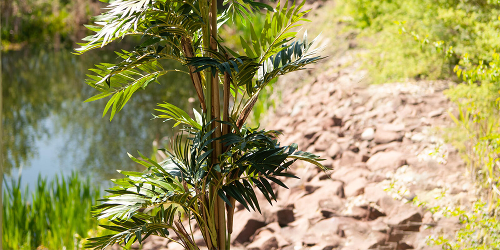 EUROPALMS Parlour Palme Maße