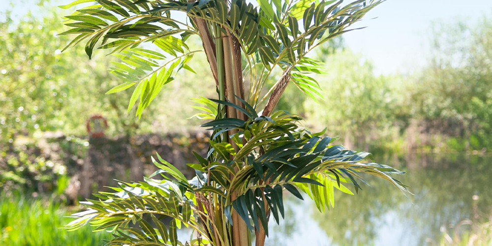 EUROPALMS Parlor palm exampleof use image 3