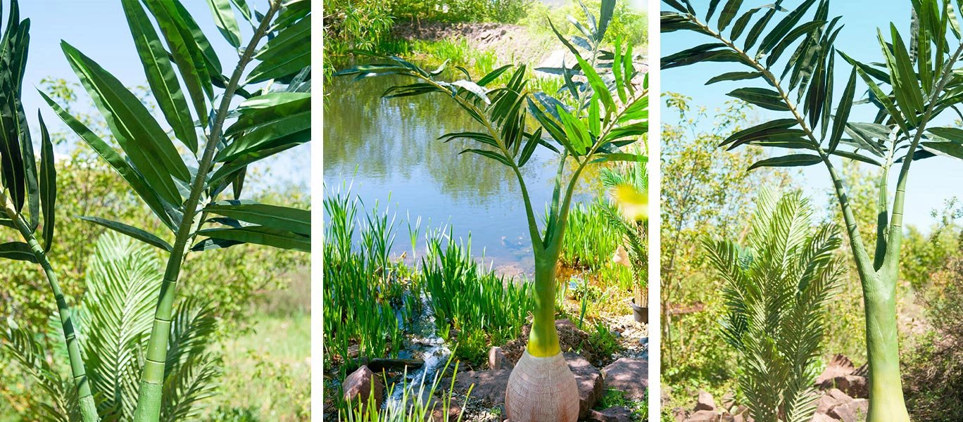 EUROPALMS Phoenix palm cover image