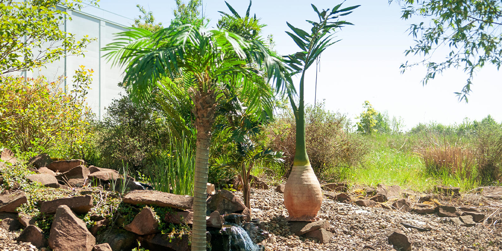 EUROPALMS Phoenix palm