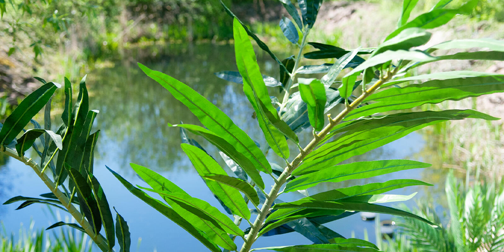 EUROPALMS Phoenix palm example of use image 3